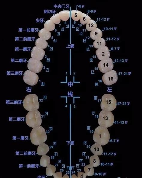 大牙位置|牙齿解剖：附54个标记和定义的图解 